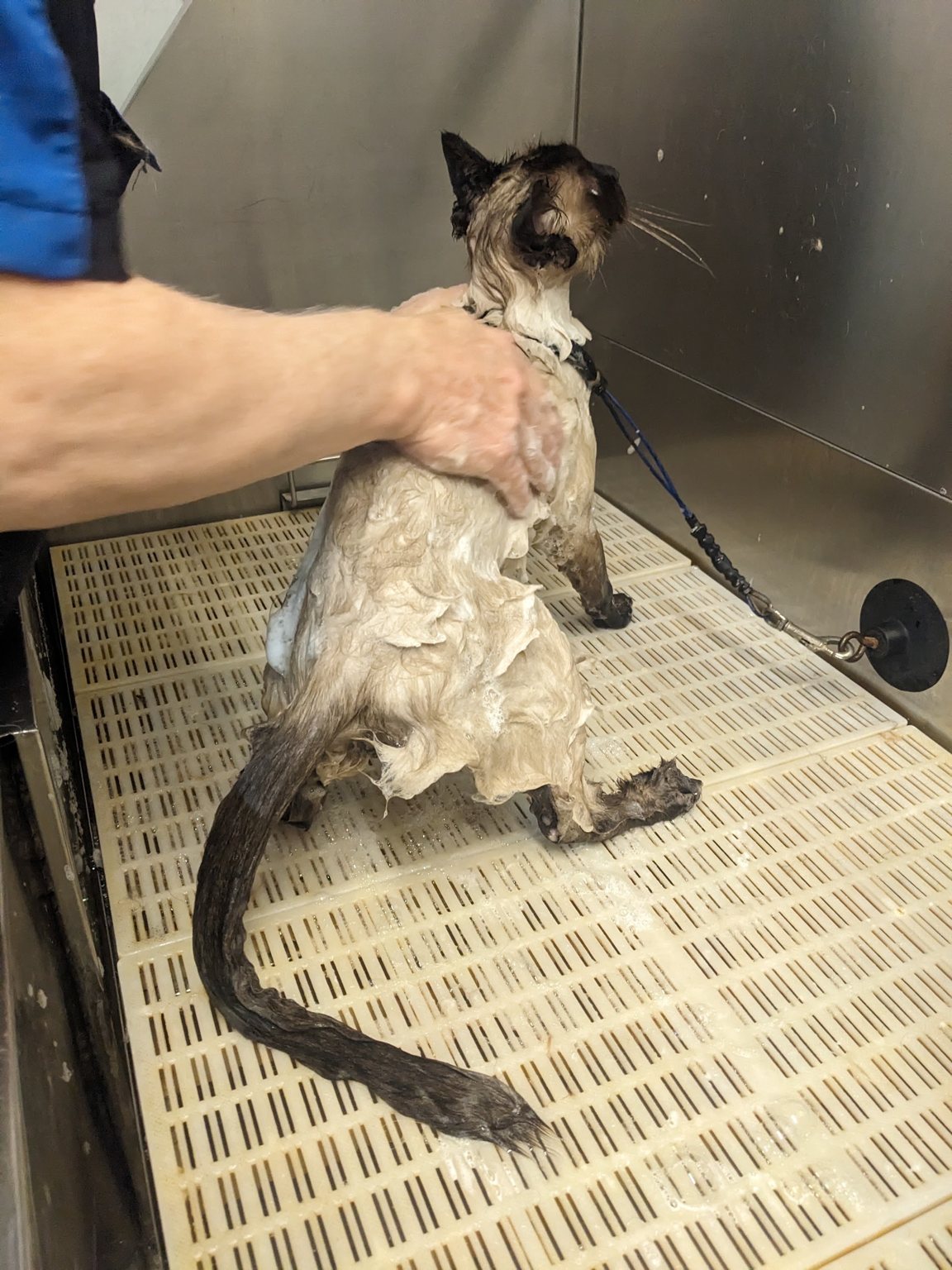 The same cat being shampooed by the groomer