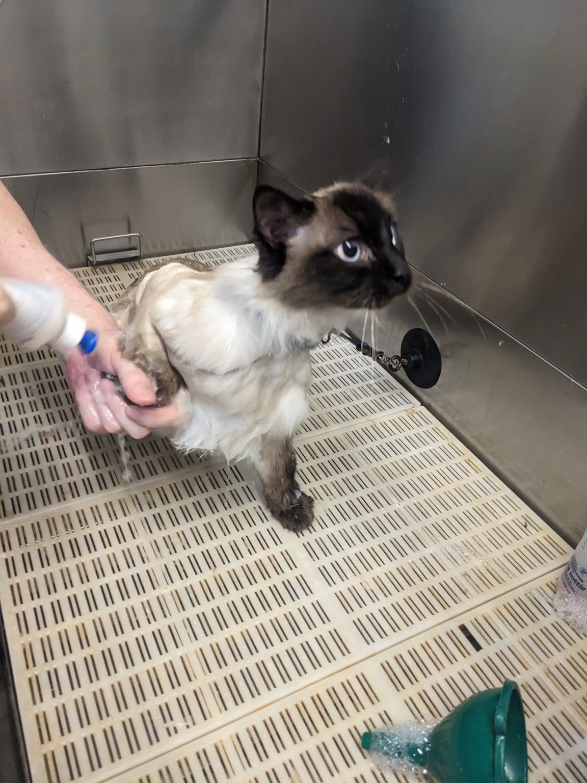 A Siamese-pointed cat being rinsed in the stainless steel bath at Hot Dog