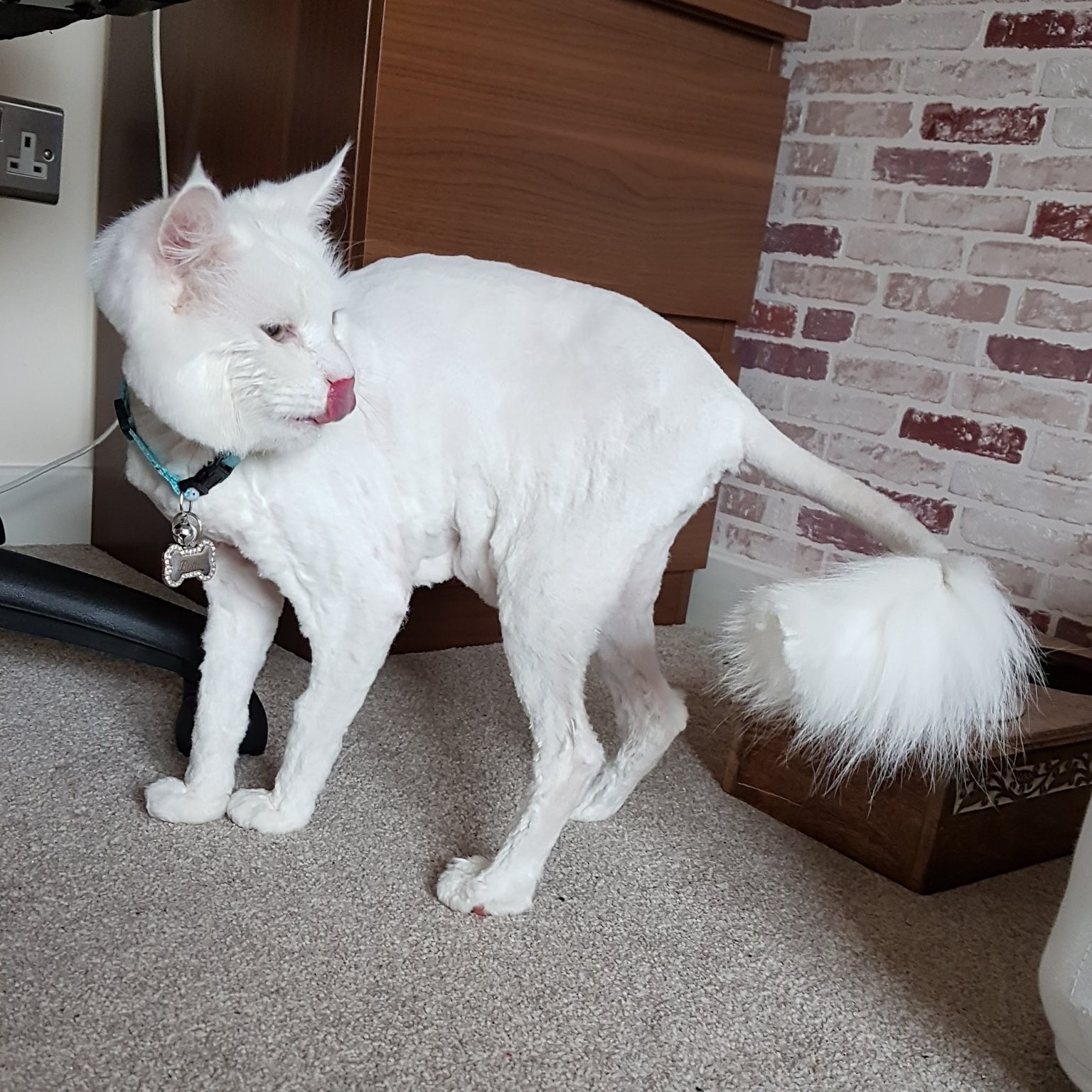 A white long-haired cat back at home after a lion clip, with a fluffy tail