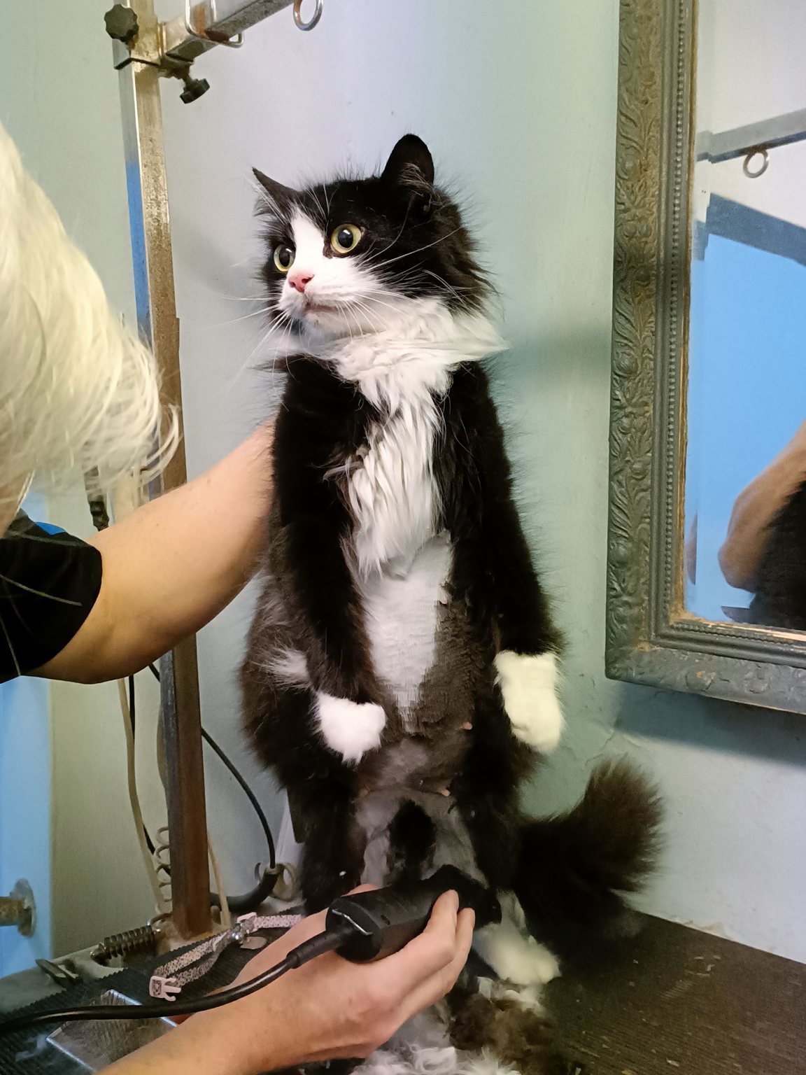 A long-haired black and white cat standing on the grooming table at Hot Dog