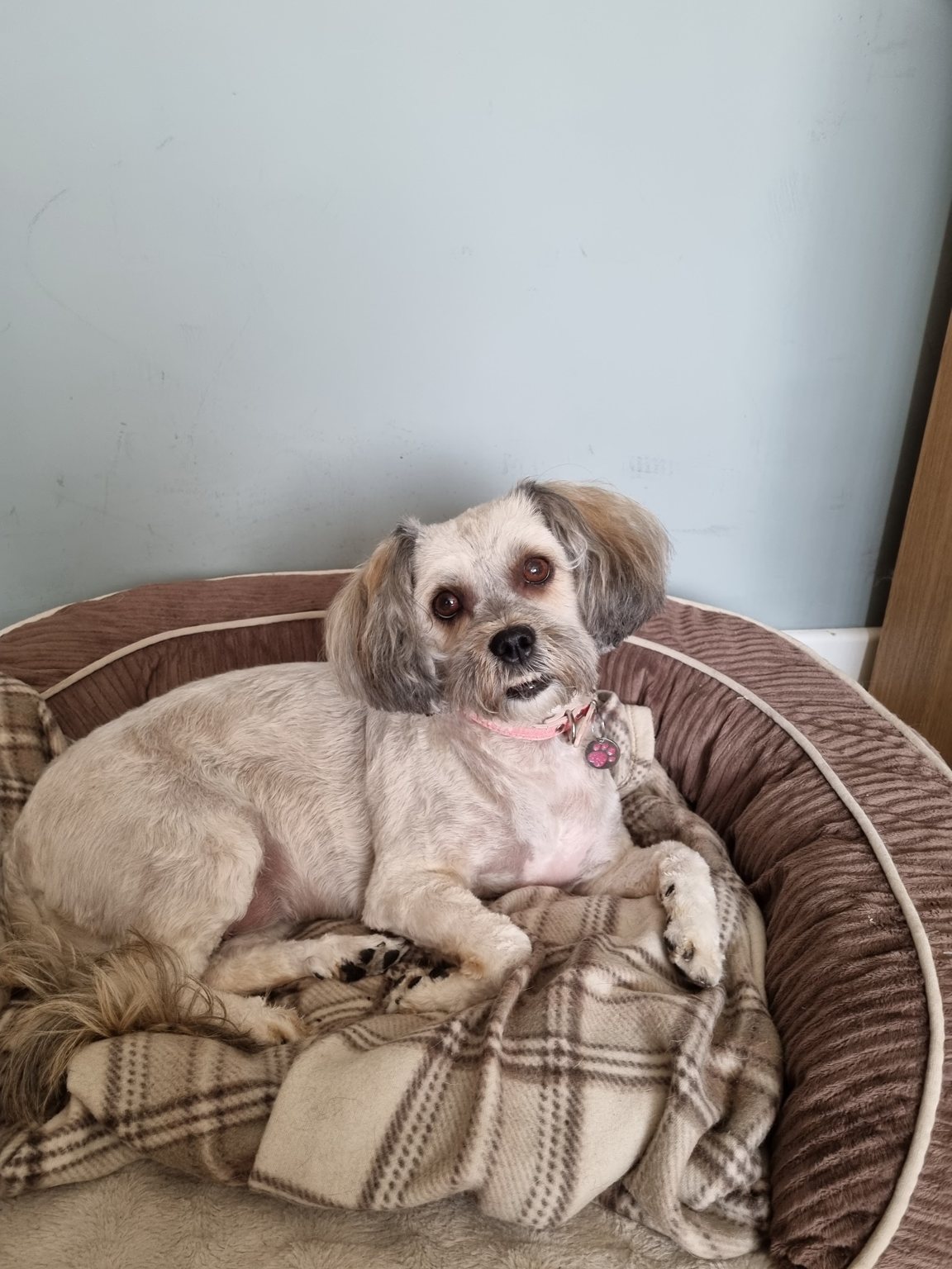 A freshly groomed small dog curled up in its bed at home