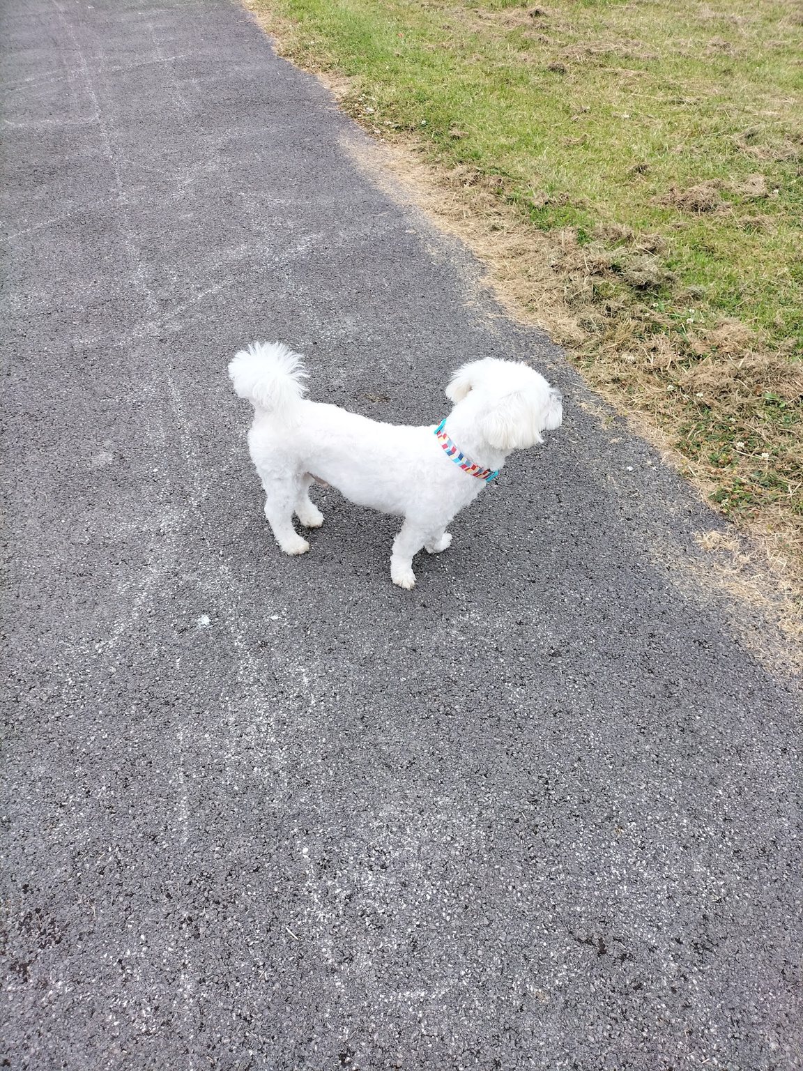 A small white dog out on a walk after being groomed at Hot Dog